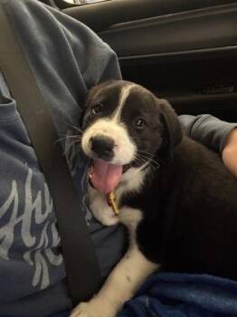 Labrador Retriever and Mixed Breed Dogs Available for Adoption - Francis | PetCurious