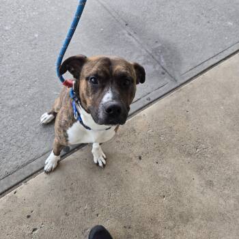 Jordan -  Pit Bull Terrier Dog for Adoption in Teterboro, New Jersey - Jordan | PetCurious