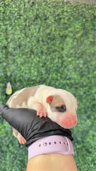 61181871 -  Mixed Breed Dog for Adoption in El Paso, Texas - 61181871 | PetCurious