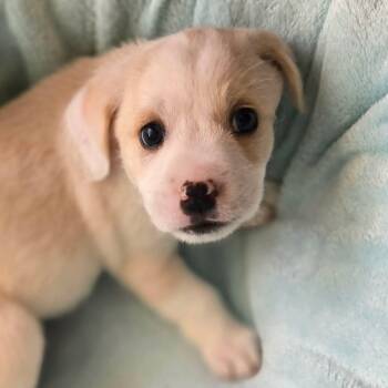 Wirehaired Terrier Dogs Available for Adoption - Shiro (Perla