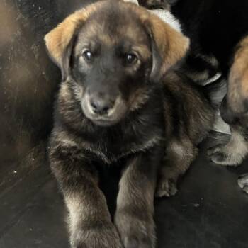 Husky and Shepherd Dogs Available for Adoption - Beluga | PetCurious