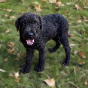 Rescue Shar Pei and Poodle Dogs for Adoption in Leesburg, Florida - Binx | PetCurious