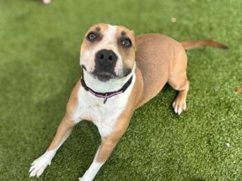 TeeTee -  Terrier and Mixed Breed Dog for Adoption in Gainesville, Florida - TeeTee | PetCurious