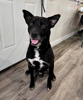 Rescue Border Collie and Labrador Retriever Dogs for Adoption in Hoopeston, Illinois - Drake | PetCurious