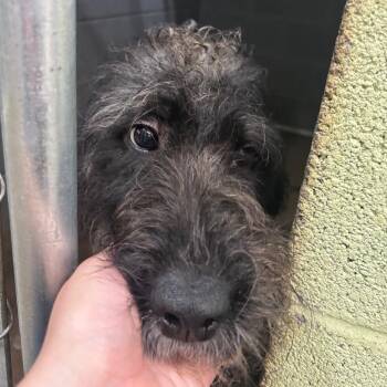 Noodle -  Poodle and Black Labrador Retriever Dog for Adoption in Corbin, Kentucky - Noodle | PetCurious
