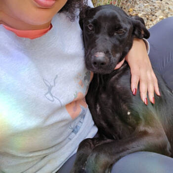 Rescue Labrador Retriever and Black Labrador Retriever Dogs for Adoption in Parrish, Alabama - Camilla | PetCurious