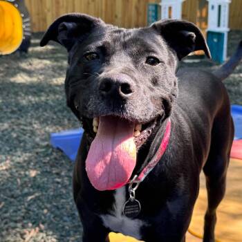 Blackberry -  Mixed Breed Dog for Adoption in Decatur, Georgia - Blackberry | PetCurious