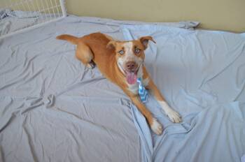 Barkingham -  Shepherd and Husky Dog for Adoption in Mckinney, Texas - Barkingham | PetCurious