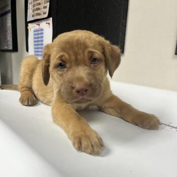 Sean -  Retriever Dog for Adoption in Parrish, Alabama - Sean | PetCurious