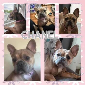 Chanel -  French Bulldog Dog for Adoption - Chanel | PetCurious