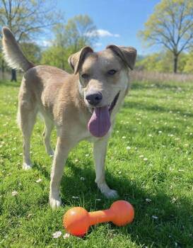 Junie -  Mixed Breed Dog for Adoption in Westwood, New Jersey - Junie | PetCurious