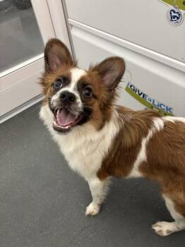 Ted -  Mixed Breed Dog for Adoption in New Orleans, Louisiana - Ted | PetCurious