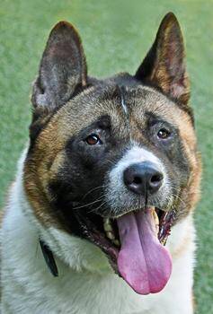 Rescue Akita Dogs for Adoption in Cleveland, Ohio - Tyko | PetCurious