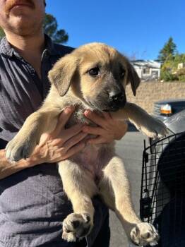 Golden Retriever and Great Pyrenees Dogs Available for Adoption - Flirt | PetCurious