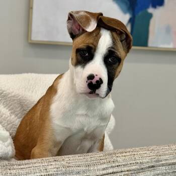 Uber -  Boxer Dog for Adoption in Midlothian, Virginia - Uber | PetCurious