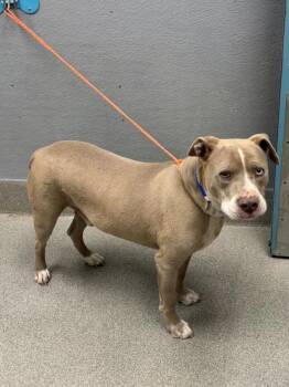 RUKUS -  Pit Bull Terrier Dog for Adoption in Las Vegas, Nevada - RUKUS | PetCurious