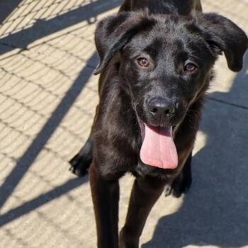Black Labrador Retriever Dogs Available for Adoption in Hollister, Missouri - Barney | PetCurious