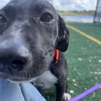 Cap -  Mixed Breed Dog for Adoption - Cap | PetCurious