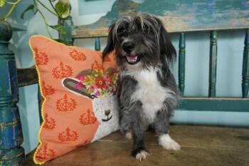 Yorkshire Terrier and Schnauzer Dogs Available for Adoption in San Antonio, Texas - Scampi | PetCurious