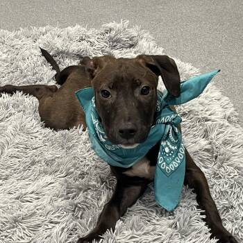 Gravitron -  Mixed Breed Dog for Adoption in Canal Winchester, Ohio - Gravitron | PetCurious