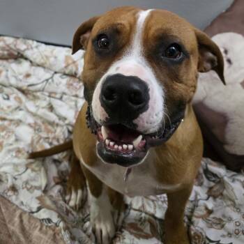 Clifford -  Boxer Dog for Adoption in Durango, Colorado - Clifford | PetCurious