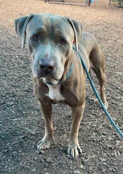 Harlowton -  Mixed Breed Dog for Adoption in Chamblee, Georgia - Harlowton | PetCurious