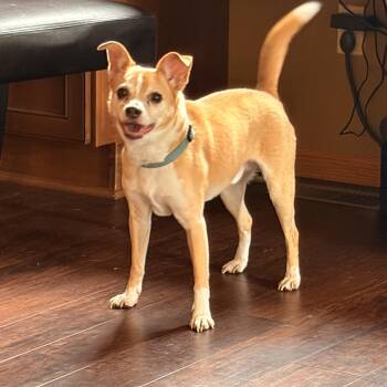 Leroy -  Terrier and Chihuahua Dog for Adoption in Spencer, Iowa - Leroy | PetCurious