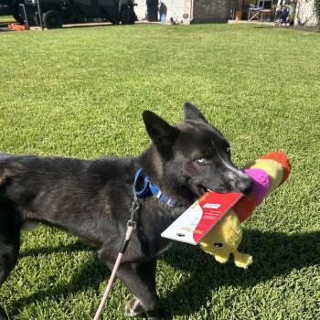 Trooper -  Siberian Husky and Akita Dog for Adoption in South Houston, Texas - Trooper | PetCurious