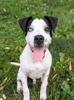 TARMAC -  Great Dane and Mixed Breed Dog for Adoption in St. Peters, Missouri - TARMAC | PetCurious