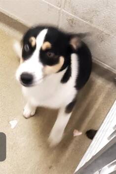 POLAR POP -  Siberian Husky and Cardigan Welsh Corgi Dog Available for Adoption in St. Louis, Missouri - POLAR POP | PetCurious
