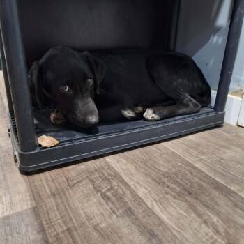 Ajax -  Mixed Breed Dog for Adoption in Boaz, Alabama - Ajax | PetCurious