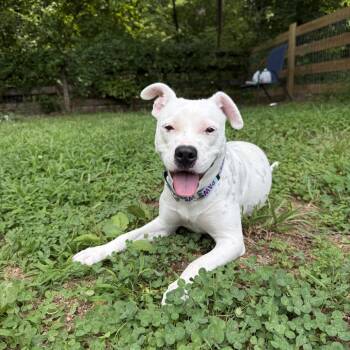 Juice -  Mixed Breed Dog for Adoption in Mebane, North Carolina - Juice | PetCurious