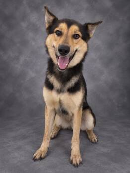 OAKLEY -  German Shepherd Dog Dog for Adoption in Winter Haven, Florida - OAKLEY | PetCurious