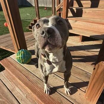 Pit Bull Terrier Dogs Available for Adoption - Sapphire | PetCurious