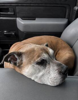 Johnny -  American Bully Dog for Adoption in Glocester, Rhode Island - Johnny | PetCurious