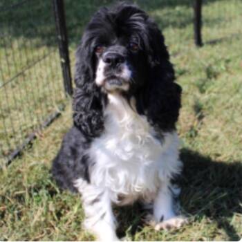 Fancy -  Cocker Spaniel Dog for Adoption in Rochester, Minnesota - Fancy | PetCurious