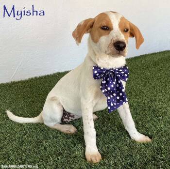 Myisha -  Beagle and Jack Russell Terrier Dog for Adoption in San Diego, California - Myisha | PetCurious