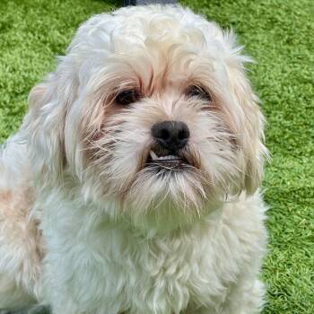 Scuttle -  Shih Tzu Dog for Adoption in Matteson, Illinois - Scuttle | PetCurious