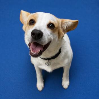 Jack Russell Terrier and Mixed Breed Dogs Available for Adoption in Riverside, California - Bieber | PetCurious