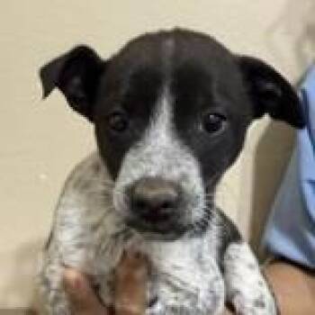 Arthur - Butler Campus -  Australian Cattle Dog Blue Heeler Dog for Adoption in Flagstaff, Arizona - Arthur - Butler Campus | PetCurious