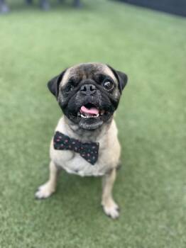 Rescue Pug Dogs for Adoption in Gardena, California - Tussin | PetCurious