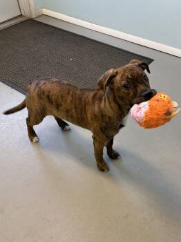 Mixed Breed Dogs Available for Adoption - Dory  | PetCurious