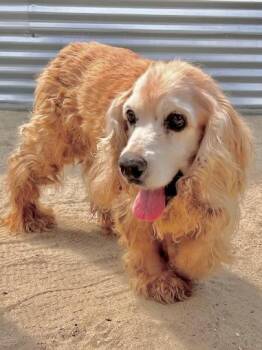 Cocker Spaniel Dogs Available for Adoption in Los Angeles, California - Bentley | PetCurious