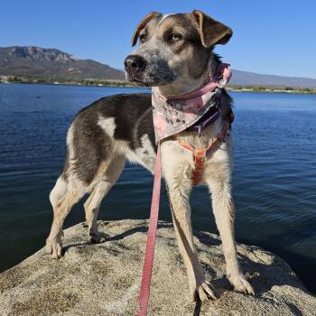 Rescue Australian Cattle Dog Blue Heeler and Mixed Breed Dogs for Adoption in Temecula, California - Madison | PetCurious
