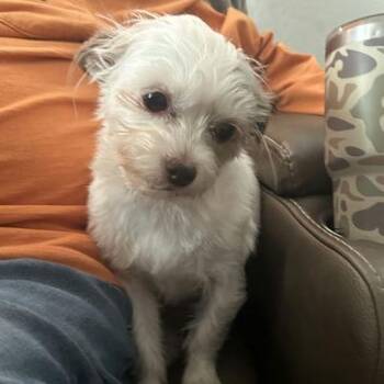 Terrier and Mixed Breed Dogs Available for Adoption in Bend, Oregon - Cece | PetCurious