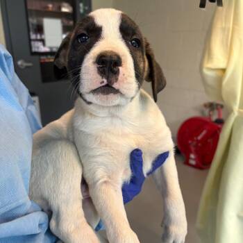 Mixed Breed Dogs Available for Adoption in Huntington, West Virginia - Angus | PetCurious