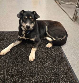 Temperance Yrly 325 -  Husky Dog for Adoption in Sidney, Ohio - Temperance Yrly 325 | PetCurious
