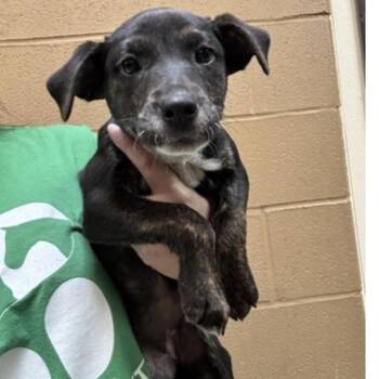 June -  Mixed Breed Dog for Adoption in Springboro, Ohio - June | PetCurious