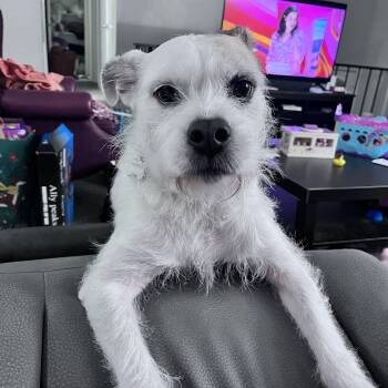 Jack Russell Terrier Dogs Available for Adoption -  Coco | PetCurious