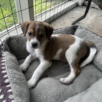 Yorkshire Terrier and Mixed Breed Dogs Available for Adoption in Baton Rouge, Louisiana - Parsley | PetCurious